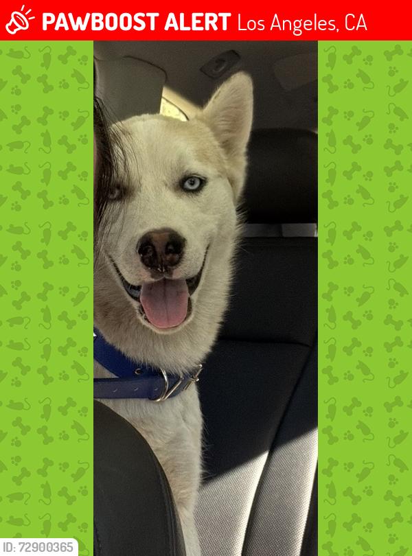 Lost Male Dog last seen San Fernando Valley , Los Angeles, CA 91345