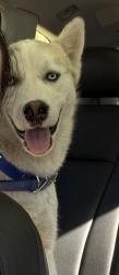 Lost Male Dog last seen San Fernando Valley , Los Angeles, CA 91345