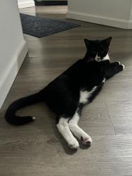 Lost Male Cat last seen Windsor on White Rock Lake apmt complex , Dallas, TX 75218