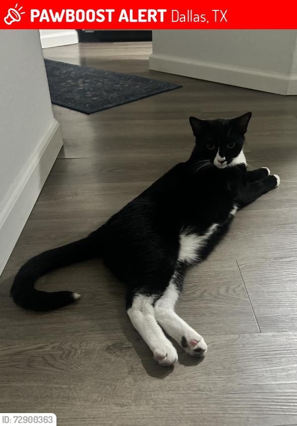 Lost Male Cat last seen Windsor on White Rock Lake apmt complex , Dallas, TX 75218