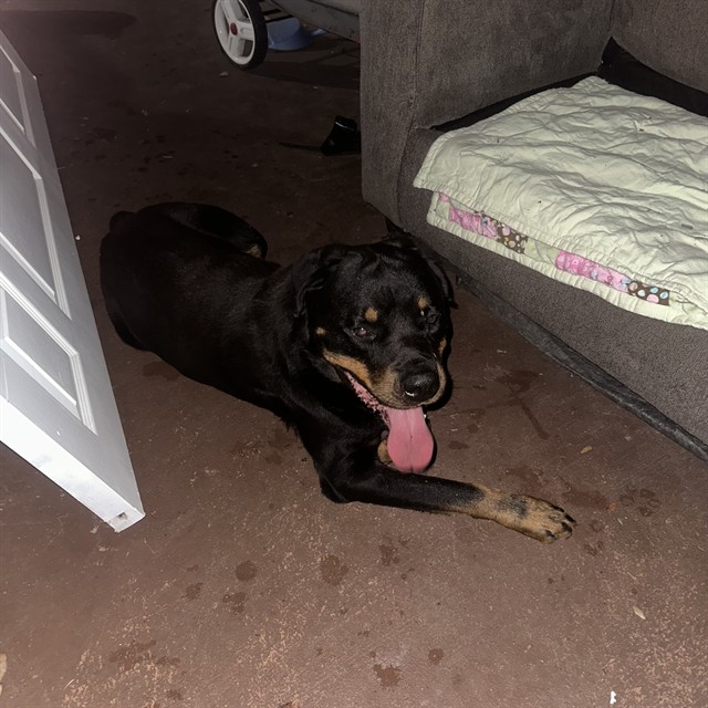 Shelter Stray Male Dog last seen DEAL DR AND CR435 SORRENTO, Deer Island, FL 32778
