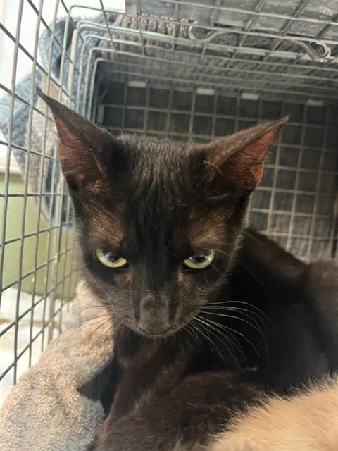 Shelter Stray Female Cat last seen Near BLOCK PRESTWICK CIR S, Jacksonville, FL 32204