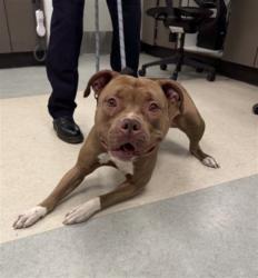 Shelter Stray Female Dog last seen , Los Angeles, CA 91405