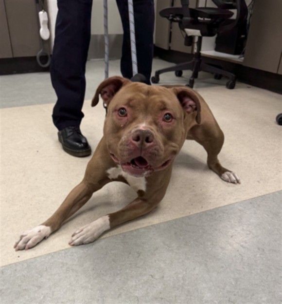 Shelter Stray Female Dog last seen , Los Angeles, CA 91405