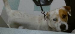Shelter Stray Male Dog last seen SE 66TH AND SHIELDS, 2811 SE 29th St, Oklahoma City, OK 73129, USA