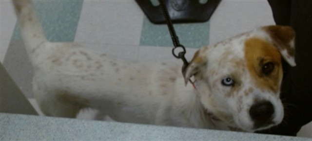 Shelter Stray Male Dog last seen SE 66TH AND SHIELDS, 2811 SE 29th St, Oklahoma City, OK 73129, USA