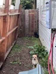 Found/Stray Unknown Dog last seen Near Grennan St Vallejo, Vallejo, CA 94591