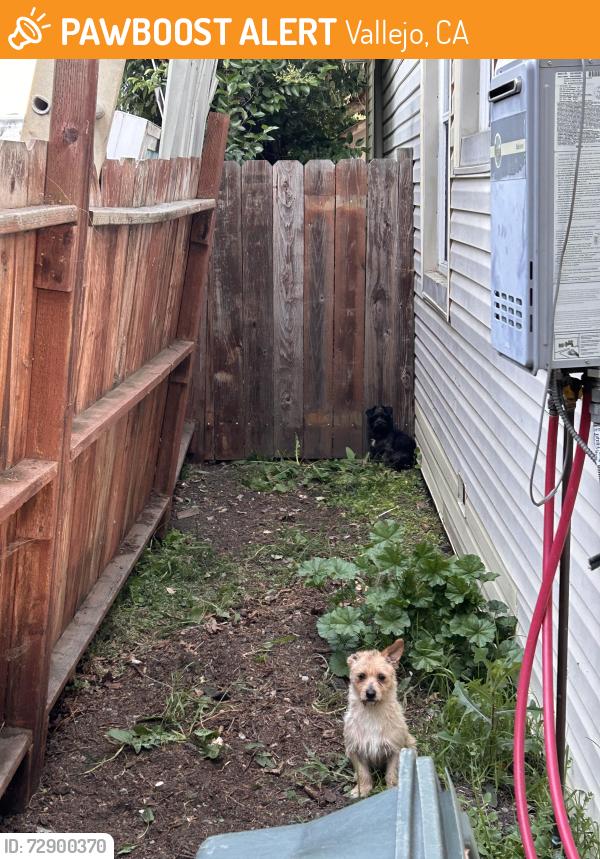 Found/Stray Unknown Dog last seen Near Grennan St Vallejo, Vallejo, CA 94591