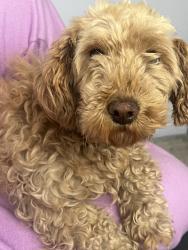 Lost Female Dog last seen Av La turba y Calle jenufa , Ciudad de México, CDMX 13200