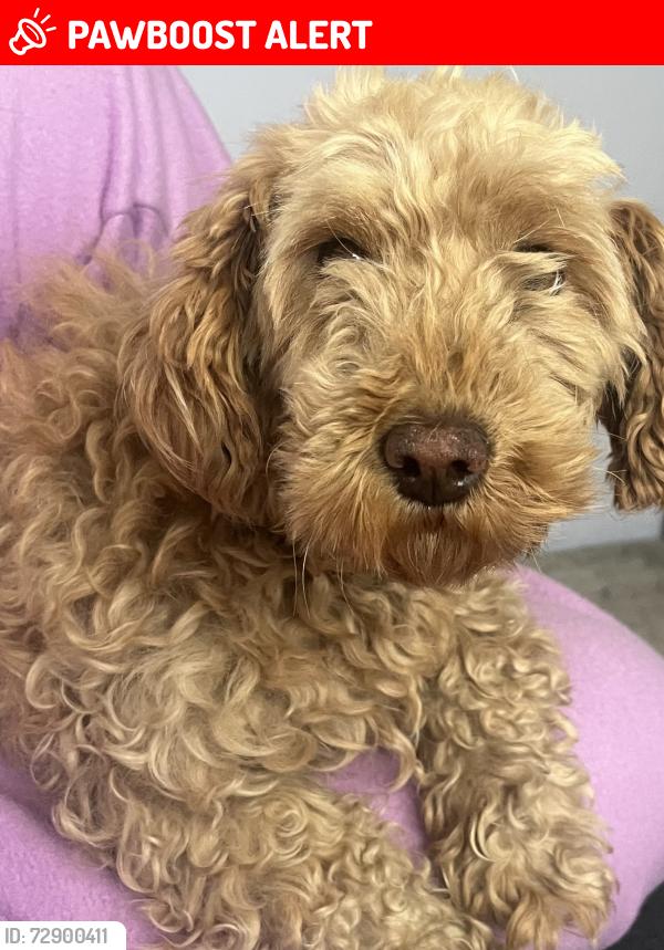 Lost Female Dog last seen Av La turba y Calle jenufa , Ciudad de México, CDMX 13200