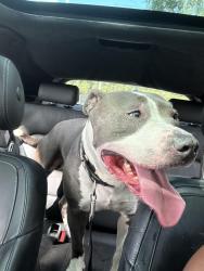 Found/Stray Male Dog last seen Near long rd , Orlando, FL 32808