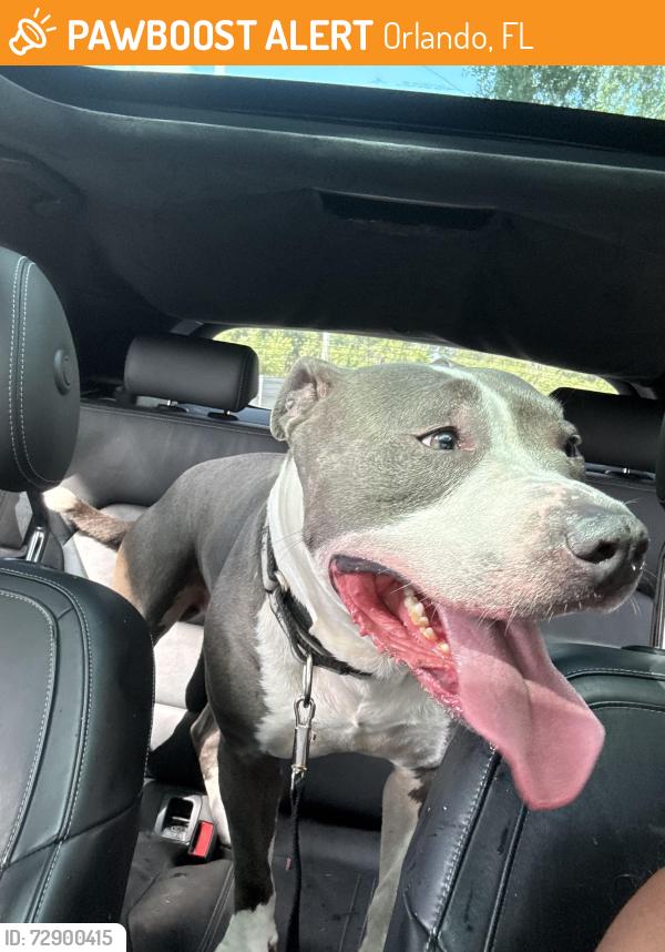 Found/Stray Male Dog last seen Near long rd, Orlando, FL 32808