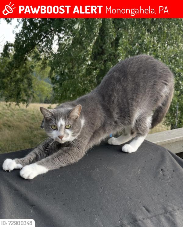 Lost Female Cat last seen Pleasant View Dr & Williamsport Road Monongahela, PA, Monongahela, PA 15063