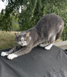 Lost Female Cat last seen Pleasant View Dr & Williamsport Road Monongahela, PA, Monongahela, PA 15063