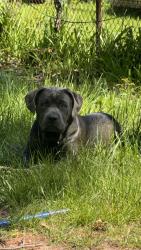 Lost Male Dog last seen Near conley st, Detroit, MI 48234