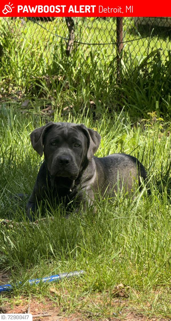 Lost Male Dog last seen Near conley st, Detroit, MI 48234