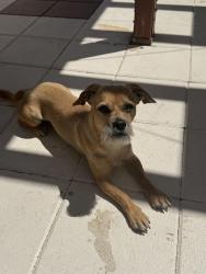Reunited Male Dog last seen Rainbow and flamingo , Las Vegas, NV 89147