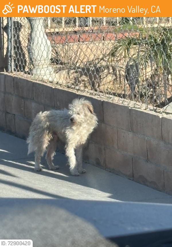 Found/Stray Male Dog last seen Ella Ave & Bertie Ave, Moreno Valley, CA 92553