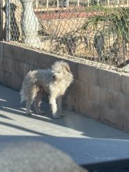 Found/Stray Male Dog last seen Ella Ave & Bertie Ave, Moreno Valley, CA 92553
