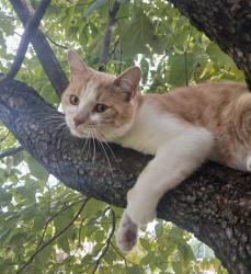 Reunited Male Cat last seen Algon, Faunce, Dorcas, Philadelphia, PA 19111