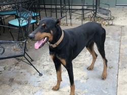 Found/Stray Male Dog last seen San jacinto junior high, Midland, TX 79701