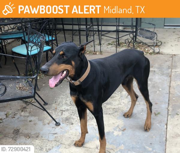 Found/Stray Male Dog last seen San jacinto junior high, Midland, TX 79701