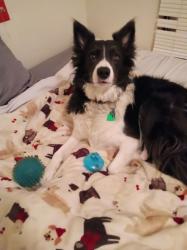 Reunited Female Dog last seen Zenith and Hwy 82, Lubbock, TX 79401