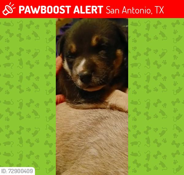 Lost Male Dog last seen Near coyle place San Antonio TX , San Antonio, TX 78213
