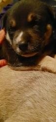 Lost Male Dog last seen Near coyle place San Antonio TX , San Antonio, TX 78213