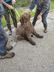 Found/Stray Unknown Dog last seen Cedar ave, Minneapolis, MN 55454
