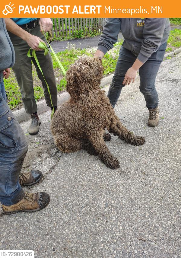 Found/Stray Unknown Dog last seen Cedar ave, Minneapolis, MN 55454