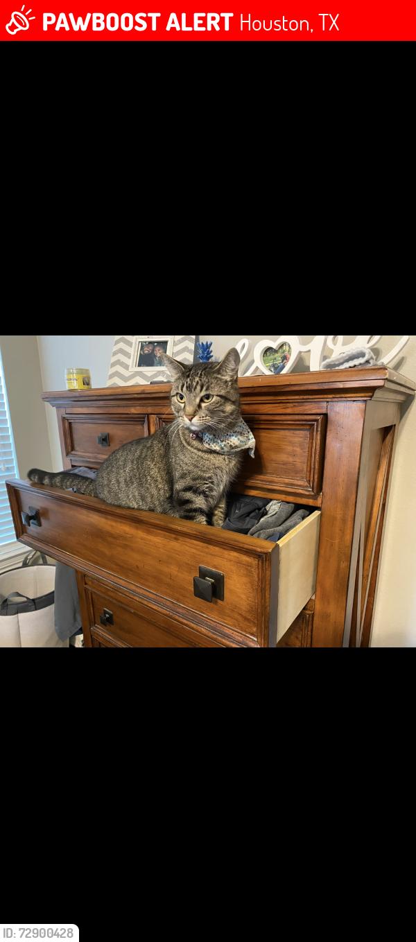 Lost Female Cat last seen Harvest Dale Ave , Houston, TX 77065