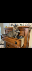 Lost Female Cat last seen Harvest Dale Ave , Houston, TX 77065