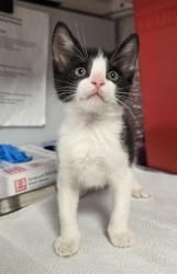 Shelter Stray Female Cat last seen E Dinuba Ave & S Academy Ave, Selma Zone Fresno CO 3 93662, CA, Fresno, CA 93706