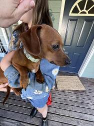 Found/Stray Unknown Dog last seen Clark’s Creek Neighborhood Area, Puyallup, WA 98373