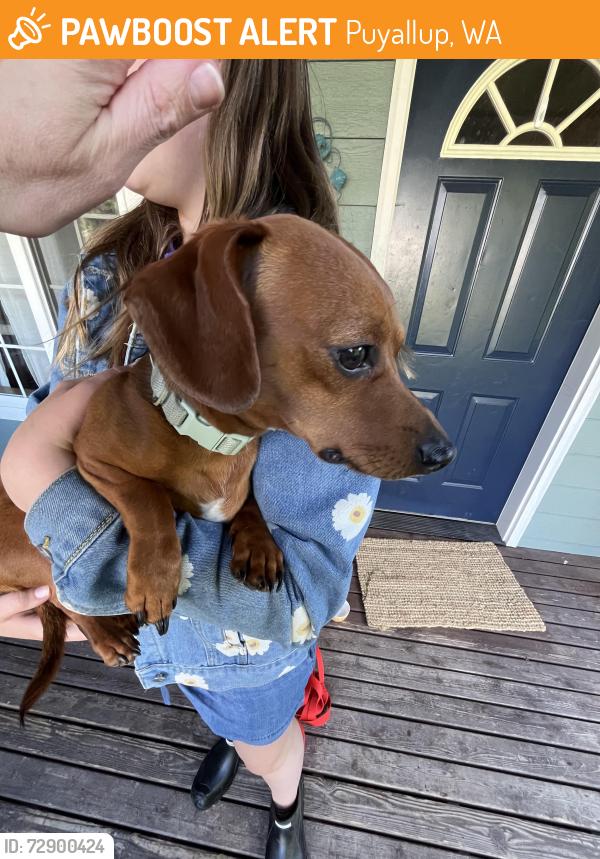 Found/Stray Unknown Dog last seen Clark’s Creek Neighborhood Area, Puyallup, WA 98373