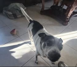 Reunited Male Dog last seen Lockwood St, Oakland, CA 94621, USA, Oakland, CA 94621
