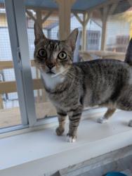 Lost Female Cat last seen Maverick Court and Twin Branch Acres Road, Tampa, FL 33626