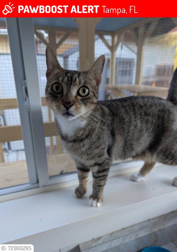 Lost Female Cat last seen Maverick Court and Twin Branch Acres Road, Tampa, FL 33626