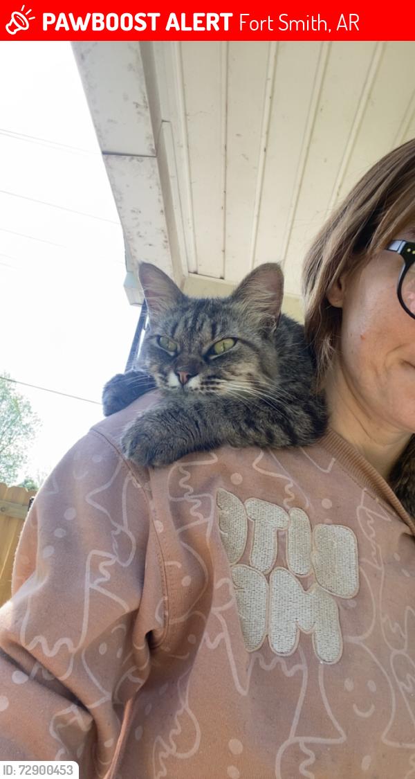 Lost Female Cat last seen S. 28th st and Utica st, Fort Smith, AR 72908