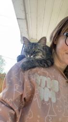 Lost Female Cat last seen S. 28th st and Utica st, Fort Smith, AR 72908