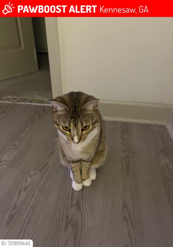 Lost Male Cat last seen Cobb Parkway/Lowes, Kennesaw, GA 30144