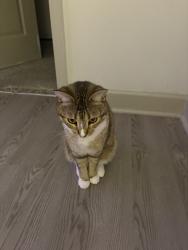 Lost Male Cat last seen Cobb Parkway/Lowes, Kennesaw, GA 30144