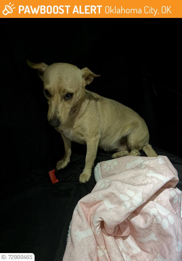 Found/Stray Female Dog last seen SE 89/Western, Oklahoma City, OK 73149