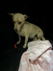 Found/Stray Female Dog last seen SE 89/Western, Oklahoma City, OK 73149