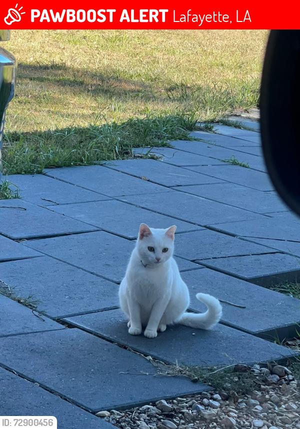 Lost Female Cat last seen JJs boiling shack, Lafayette, LA 70506