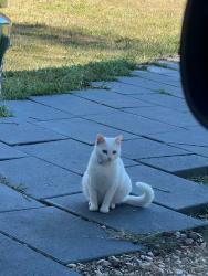 Lost Female Cat last seen JJs boiling shack, Lafayette, LA 70506
