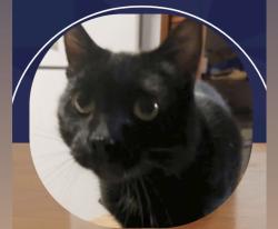 Reunited Male Cat last seen Near Eyck ave Albany Ny, Albany, NY 12209
