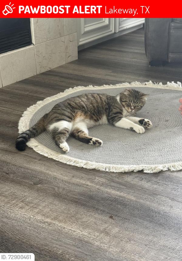 Lost Male Cat last seen Lakeway City Park Neighborhood , Lakeway, TX 78734