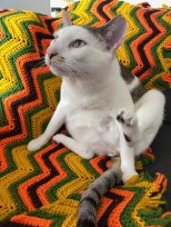 Reunited Male Cat last seen N Camden Pkwy, Houston, TX 77067